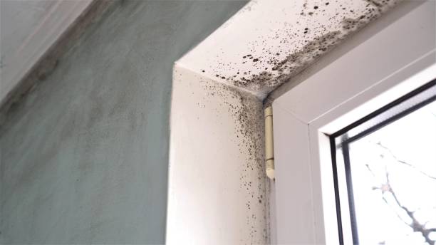 Mold Removal and Inspection in Birdsboro, PA