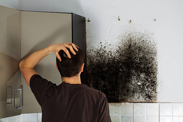 Best Home Mold Removal  in Birdsboro, PA